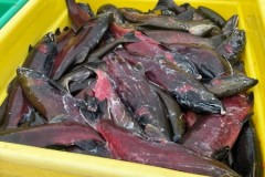 71afbaa5-71a8-4310-a527-fd3028680ec7